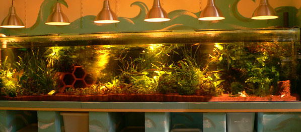 Aquarienbau - Sonderanfertigung Großaquarium