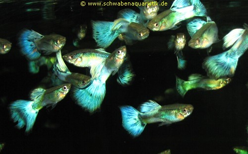 Aquaristik-Bilder Guppy, Platy, Molly & Co.