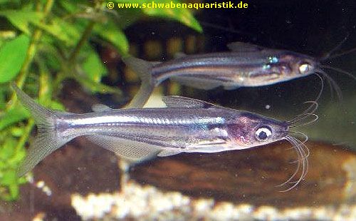 Aquarium Glaser Zwerghaiwels-Pseudeutropius_moolenburghae